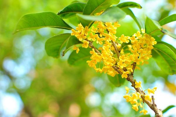 桂花什么时候开（花期是什么季节、几月）桂花有什么功效