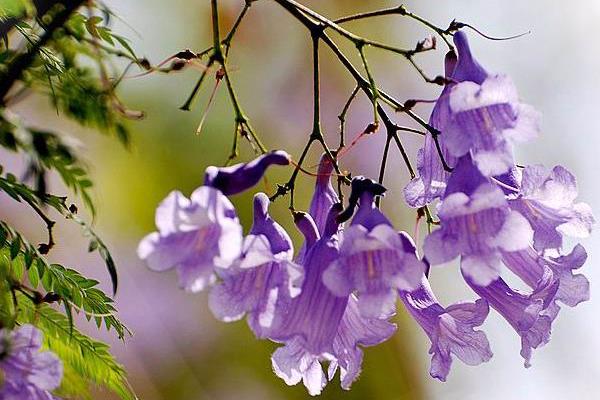 蓝花楹什么时候开花（花期是几月） 蓝花楹是什么花