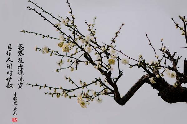 梅花三弄是什么意思 梅花三弄的三弄指什么