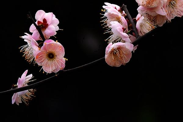 梅花三弄是什么意思 梅花三弄的三弄指什么