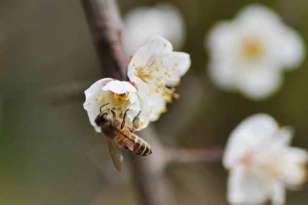 梅花三弄是什么意思 梅花三弄的三弄指什么