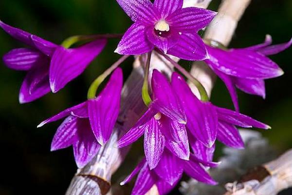 红花石斛什么时候开花 红花石斛花期是几月