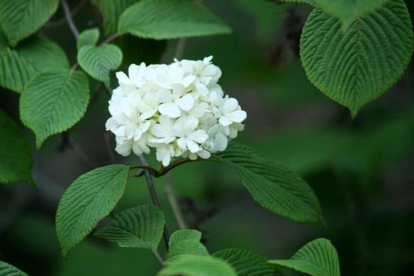 石楠花什么味道 石楠花为什么污