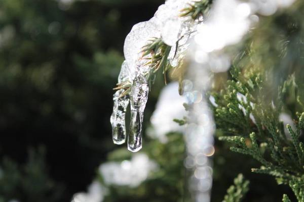 雪松和塔松的区别是什么 雪松的生长环境