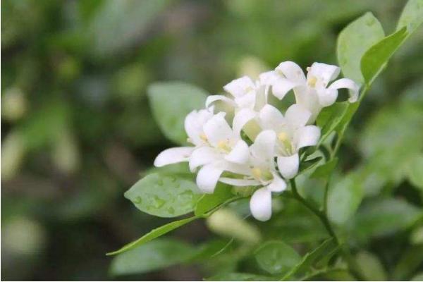 海豚花有毒吗 海豚花可以放在室内卧室吗