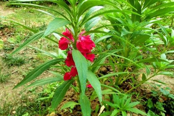 凤仙花治疗灰指甲吗 凤仙花药用价值