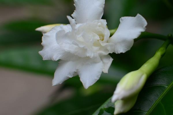 狗牙花有毒吗 狗牙花怎么繁殖