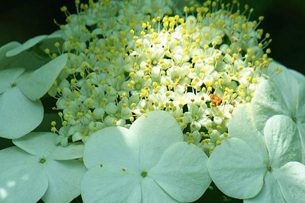 琼花有毒吗 琼花可以吃吗