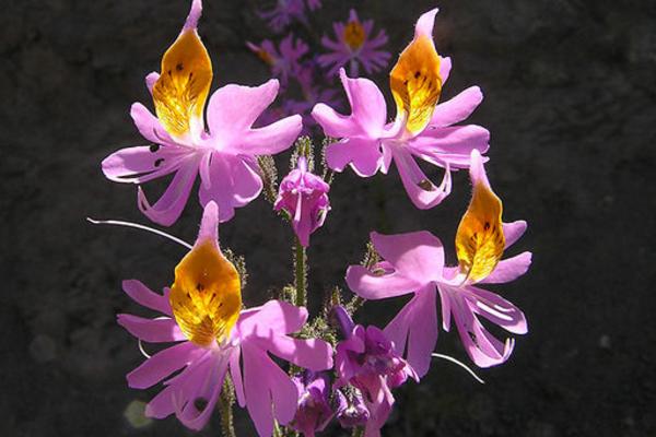 蛾蝶花什么时候开花 蛾蝶花花期是几月