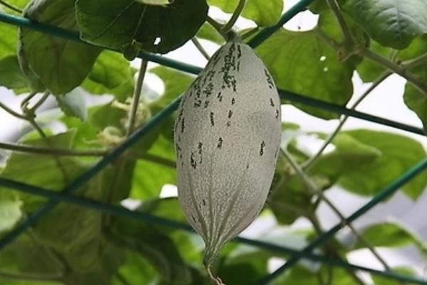 老鼠瓜泡酒有什么作用 老鼠瓜的食用方法