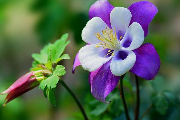 耧斗菜什么时候开花 耧斗菜花期是几月