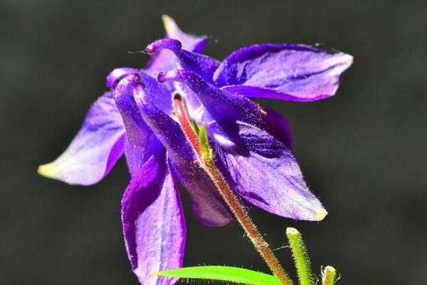 耧斗菜什么时候开花 耧斗菜花期是几月