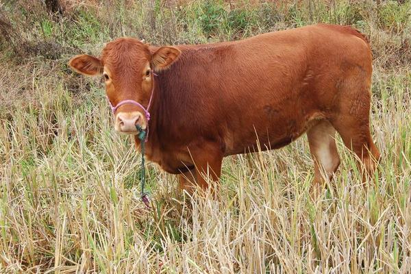 养殖肉牛20头、50头分别要投资多少钱