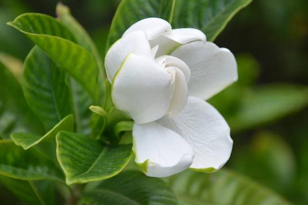 狗牙花和栀子花的区别是什么 狗牙花的养殖方法