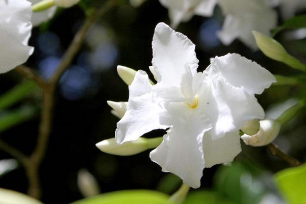 狗牙花和栀子花的区别是什么 狗牙花的养殖方法