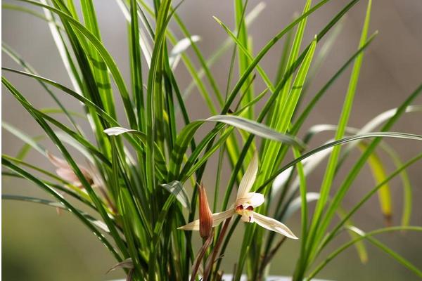 建兰什么时候开花（花期是几月） 怎样调控盆栽建兰的花期