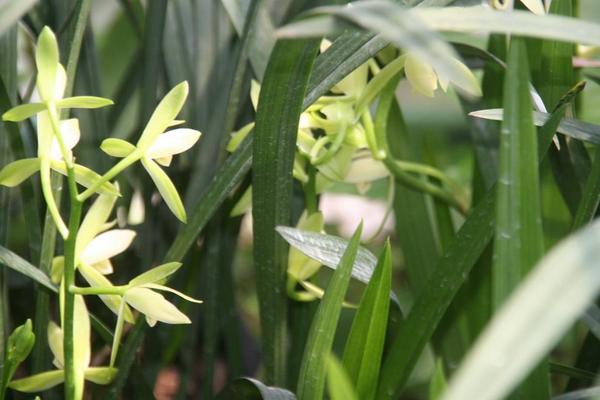 建兰什么时候开花（花期是几月） 怎样调控盆栽建兰的花期