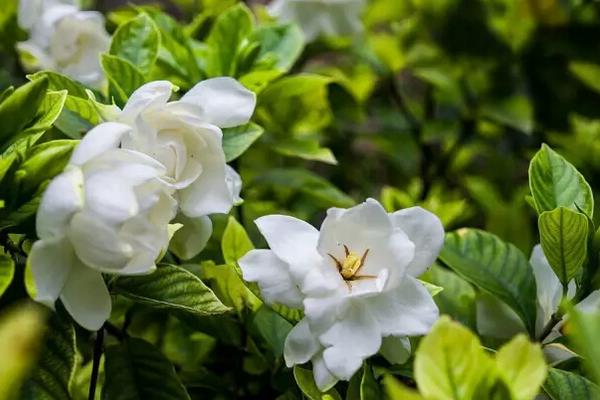 栀子花和茉莉花的区别是什么栀子花有毒吗