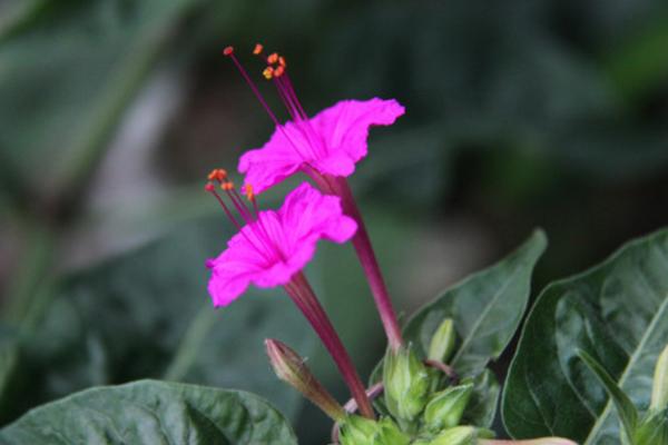 夜来香什么时候开花（几月） 夜来香为什么在晚上开花