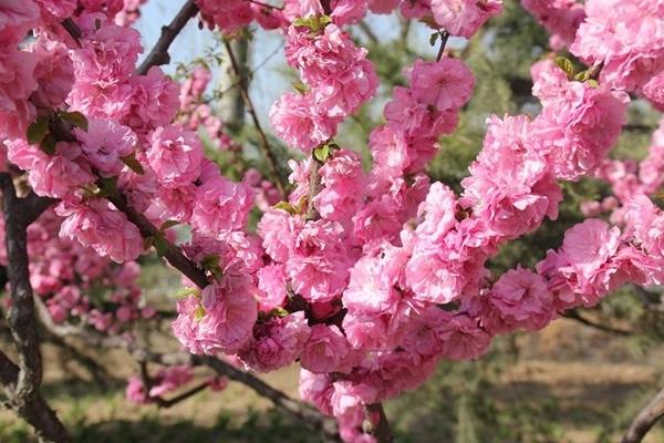 榆叶梅和桃花的区别是什么 榆叶梅的品种