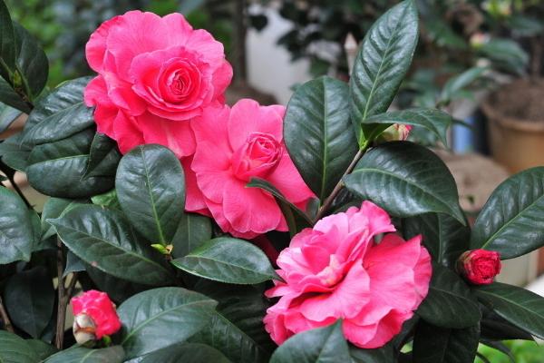 茶花什么时候开花 茶花花期是几月