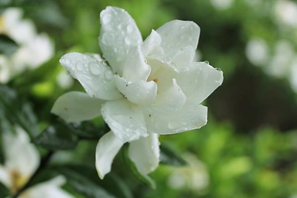 栀子花什么时候开（什么季节） 栀子花花期是几月