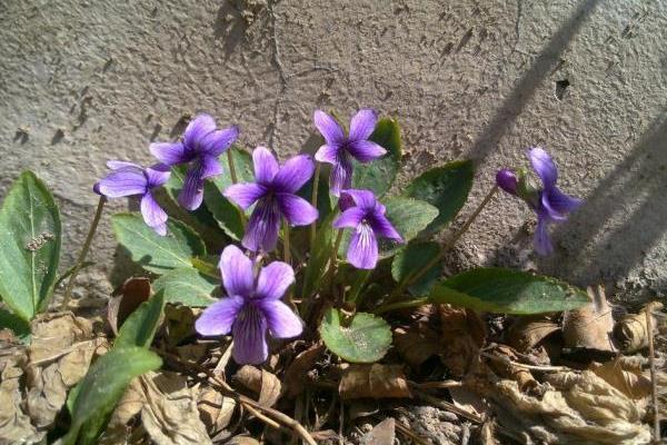 紫花地丁怎么吃 紫花地丁有毒吗