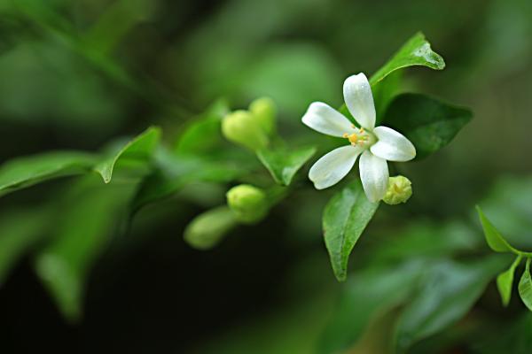 七里香和九里香的区别是什么 七里香什时候开花