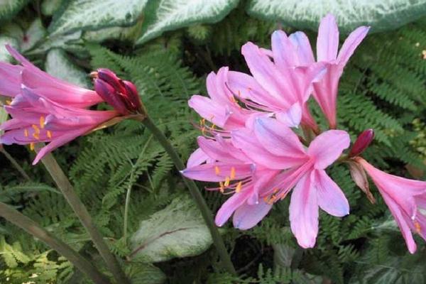 换锦花和彼岸花的区别是什么 换锦花怎么种植