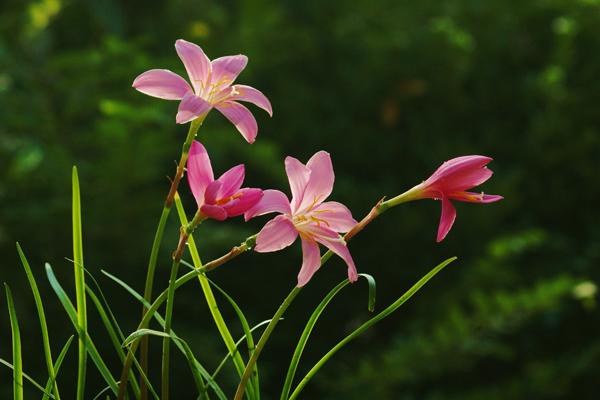 韭菜莲有毒吗 韭菜莲能放在室内卧室吗