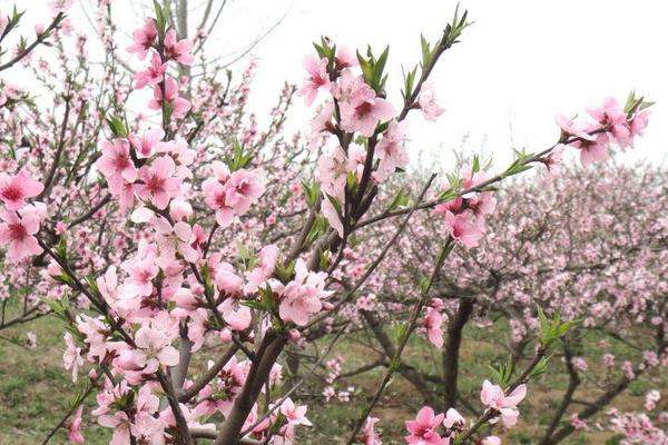 桃花像什么 桃花的特点是什么