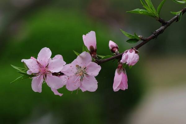 桃花像什么 桃花的特点是什么