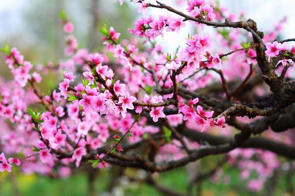 桃花像什么 桃花的特点是什么