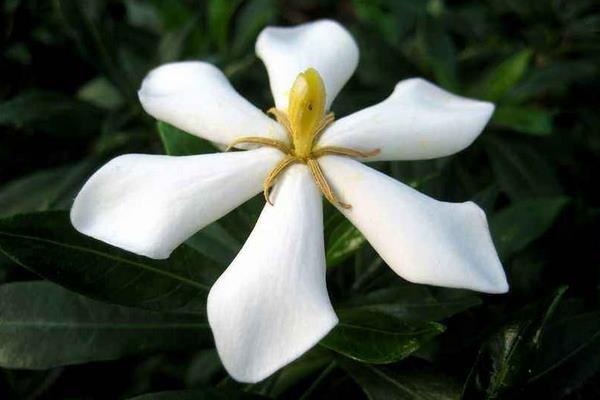 小叶栀子什么时候开花（花期是几月） 小叶栀子一年开几次花