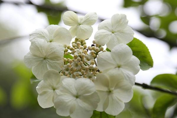 琼花和绣球花的区别是什么 琼花的养殖方法和注意事项