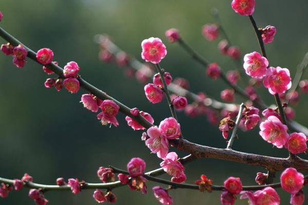 描写赞美梅花的句子有哪些 梅花像什么