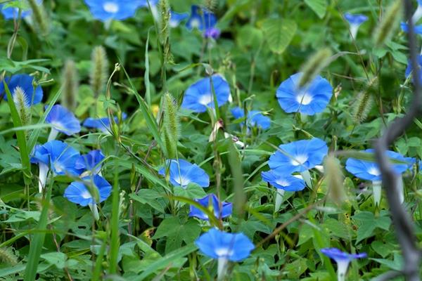 牵牛花有哪几种颜色 牵牛花的品种