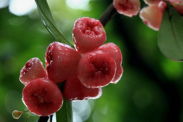 莲雾是什么季节的水果 莲雾什么时候上市（几月）