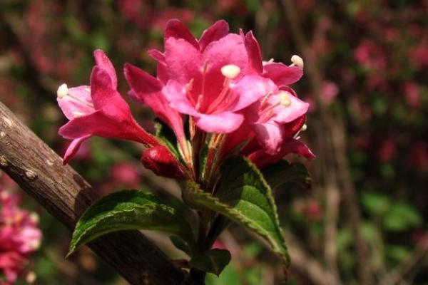 海仙花和锦带花的区别是什么 海仙花的养护方法