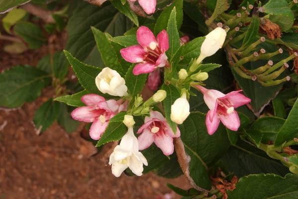 海仙花和锦带花的区别是什么 海仙花的养护方法