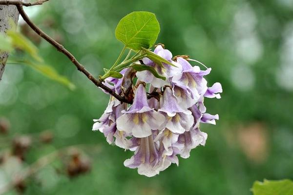 泡桐开花吗（什么时候开花） 泡桐花能吃吗