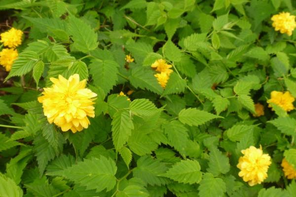 棣棠花什么时候开花（几月） 棣棠花好养吗