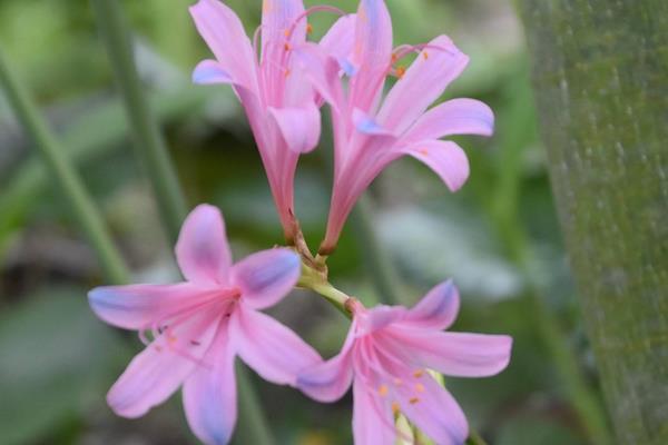 换锦花有毒吗 换锦花能放在室内卧室吗