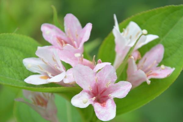 海仙花和八仙花的区别是什么 海仙花和锦带花的区别