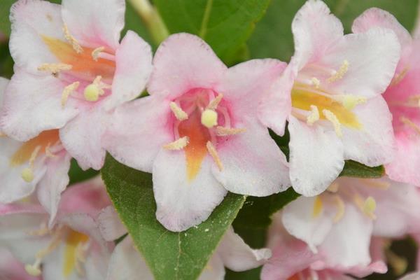 海仙花和八仙花的区别是什么 海仙花和锦带花的区别