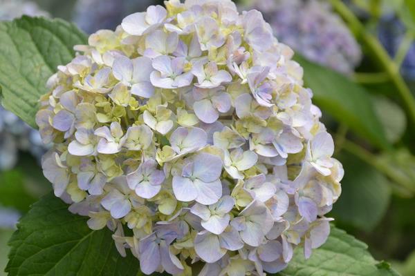 海仙花和八仙花的区别是什么 海仙花和锦带花的区别