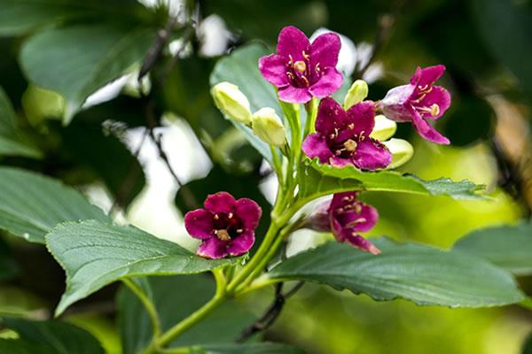 海仙花和八仙花的区别是什么 海仙花和锦带花的区别