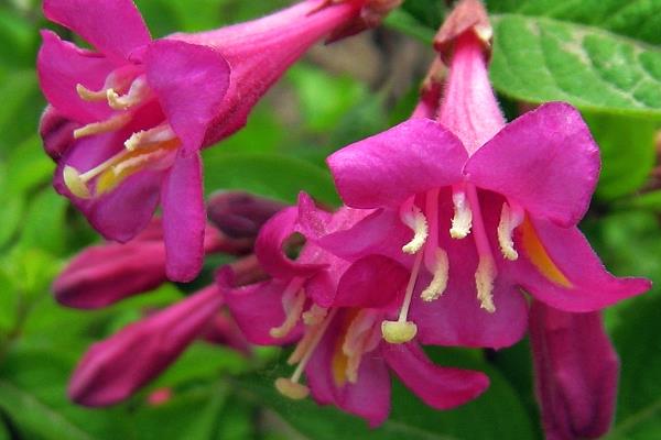 海仙花和八仙花的区别是什么 海仙花和锦带花的区别