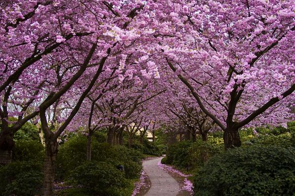 樱花像什么 樱花原产地在哪里