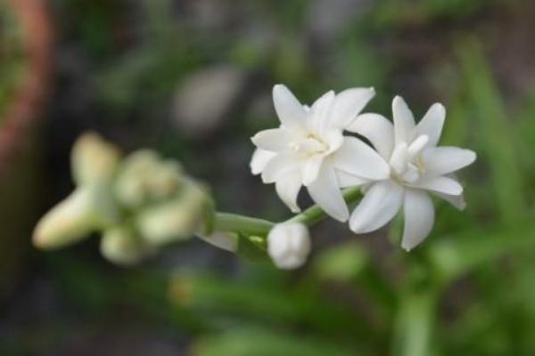 晚香玉花有毒吗 晚香玉花能放在室内卧室吗